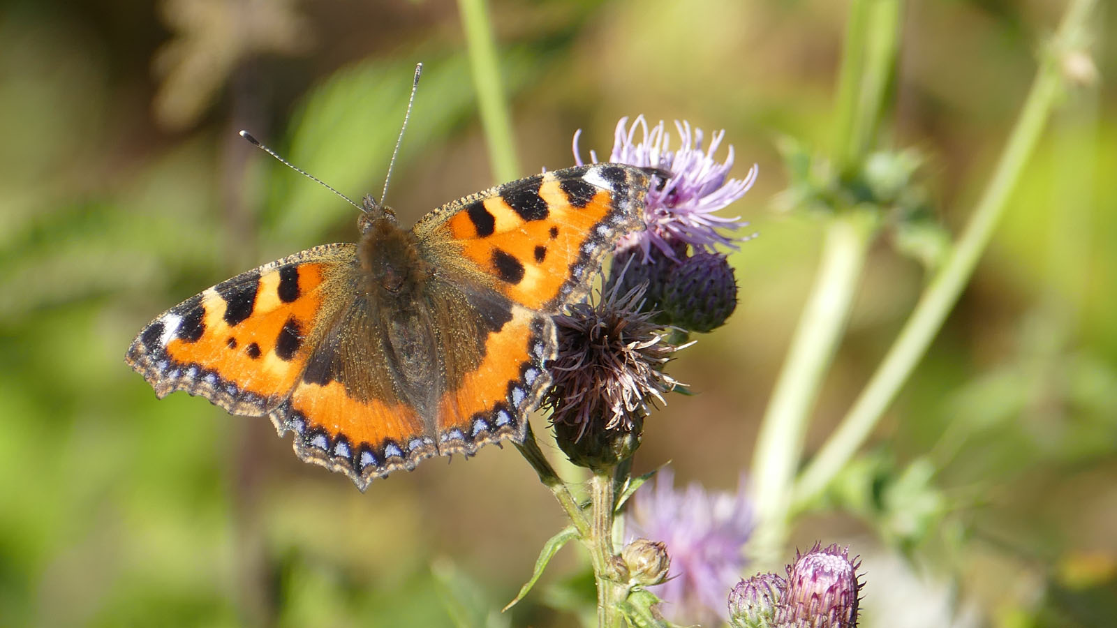 Kleiner Fuchs auf Ackerkratzdistel