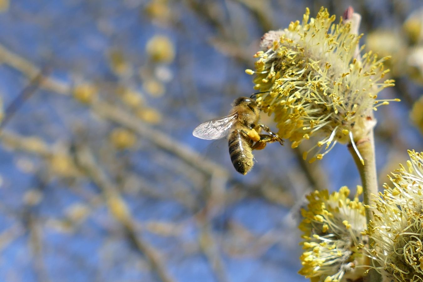 Honigbiene an Salweide
